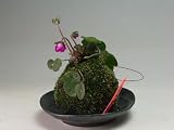 早春の山野草　花芽付き！雪割草（ミスミ草）（赤花）の苔玉　2018早春開花予定