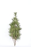 花木屋 高野槇 こうやまき コウヤマキ の 芯 100cm 7月下旬からの発送です