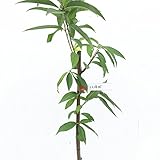 桃 苗木 千年蟠桃 13.5cmポット苗 せんねんばんとう もも 苗 モモ