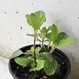 ハーブ苗 レッドホーリーバジル(赤葉ガパオ) 4個セット【おうちで簡単！育てやすい10.5cmポットハーブ苗シリーズ】