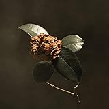 �����O�E�V�b�N�E�J�����A