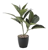 造花アート・観葉植物　ゴムノ木＜ 新築祝い 引越し祝い 入居祝いに ＞