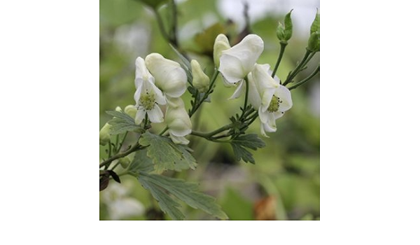 Amazon 山野草 白花トリカブト 観葉植物 オンライン通販