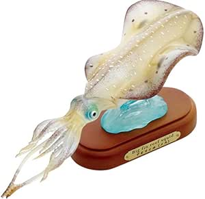 Amazon アオリイカ雌 生物 動物 人体 おもちゃ