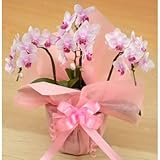 生花 ミディ胡蝶蘭ピンク 3本立て