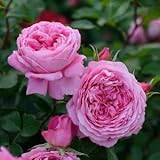 バラ苗 フラゴナール 国産大苗デルバールオリジナル角鉢6号 四季咲き大輪 ピンク系 フレンチローズ（デルバール）