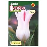 秋植え球根 チューリップ ホーランドチーク百合咲 (545489)