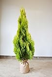 [送料無料] コニファー スプラッシュイエロー 120-150cm シンボルツリー 生垣 目隠し にオススメです！ 植木 庭木 苗木