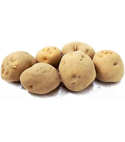 Amazon | しいたけ 種駒すその620号（棒型） 500個入り｜従来品種より