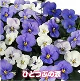 ビオラのタネ ノベルシリーズ 【ひとつぶの涙】生産用タネ小分け　約20粒　 メール便発送