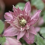 八重咲きクレマチス・モンタナ 3寸ポット苗