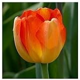 free ship Tulip bonsai, not tulip bulbs, hydroponic bonsai flower tulip seeds - 3 seeds 16