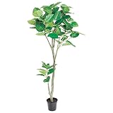 日本ビダヤコム GREEN&BERRIES 6'ウンベラータ P4722 グリーン