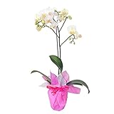 ミディ胡蝶蘭 1本立ち リトルスノウ 白色 陶器鉢