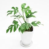 モンステラ ミニマ陶器鉢入り 卓上ミニサイズ (陶器受け皿付／バーク付)
