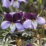 二色鳥足スミレ