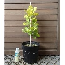 Amazon | イギリスナラ コンコルディア （ヨーロッパナラ 黄金葉