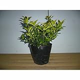 【5本セット】 サルココッカ 樹高0.2m前後 15cmポット 大 ポット入り 苗木 植木 苗 庭木 生け垣