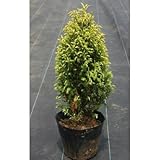 ゴールドコーン 5号ポット