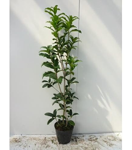 Amazon.co.jp: できません。芽がたくさん金木犀 フレグランスレッドの