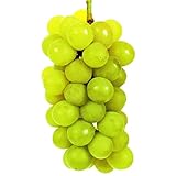 国華園　果樹苗　ブドウ　ハニービーナス　1株【※発送が国華園からの場合のみ正規品です】