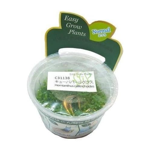 キューバパールグラス 1カップ 組織培養（サンプル画像）