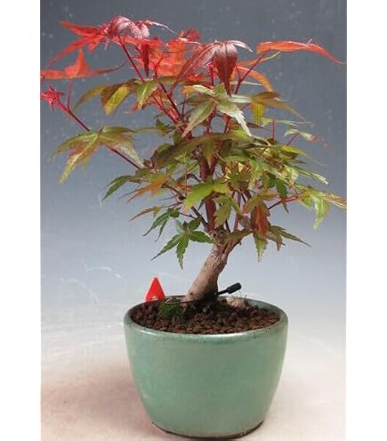 Amazon | もみじ盆栽 清姫紅葉ぼんさい ミニもみじボンサイ | 盆栽