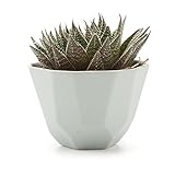 T4U 12.5CM 陶器鉢 幾何パターン マット表面 多肉植物 サボテン鉢 フラワーポット プランター容器 灰緑色