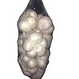 訳あり にんにく 大玉サイズ 青森県産 1kg