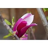 S4-モクレン（紫花）樹高1.5m～1.8m前後