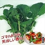 国華園　野菜たね　ハーブ　ロケット(ルッコラ)　1袋(4ml入)【※発送が国華園からの場合のみ正規品です】
