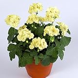 宿根草 栄養系 ゼラニウム ( ゼラニューム ) ユーロスタークオリティ ファーストイエロー １株