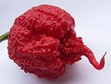 Chili Carolina Reaper - Hottest pepper of the world - 10 seeds