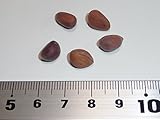 【松の種】アメリカシロゴヨウ 種子5粒 Whitebark pine 5 seeds