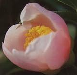 一重 西王母 12cmポット 1本