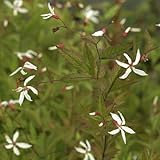 細葉三つ葉シモツケ