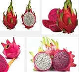 庭の植物の100pcsピタヤの種子フルーツ種子、ビタミンCフルーツ、ドラゴンフルーツサボテンの種子盆栽種子におけるRARE *リッチ