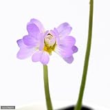 (食虫植物)ピンギキュラ プリムリフローラ ローズ 3号(1ポット) 本州・四国限定[生体]