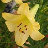 テッポーユリ　デリアナ　１球入