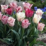 秋植え球根・プランター１杯分のチューリップ ヘミスフェア ３０球パック*お届け地域によっては別途送料がかかる場合があります