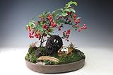 盆栽　コトネアスターの盆景　2018春開花予定