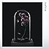 warbear(CD)