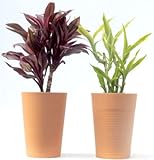 テラコッタ3寸Lミニ観葉サンでリアーナ、レッドコンパクタ2品種セット底面給水