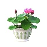 多肉植物 種 有機種子 ハスの種 アロエの種 無農薬栽培 人気 (ボウル蓮1袋)