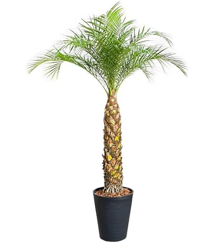 Amazon | フェニックス ロベレニー 10号 | サンクライム | 観葉植物