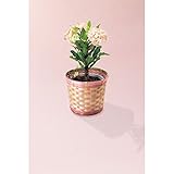 母の日ギフト 花 プレゼント 人気 ランキング 早割 大人気 数量限定　花キリン鉢植え　八福神 60代 70代 80代 もらって うれしい メッセージカード　iprsad