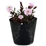 カムイビランジ