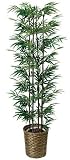 光触媒観葉植物 黒竹1.65 404A300
