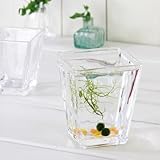 ガラスベース スクエアグラス L エアプランツ 多肉植物 ティランジア ガラス