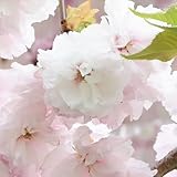 桜 苗木 松月桜 12cmポット苗 しょうげつざくら さくら 苗 サクラ